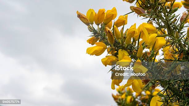 Foto de Tojo Flores Crescendo Do Verde Realizado Em Pé e mais fotos de stock de Amarelo - Amarelo, Arbusto, Azul
