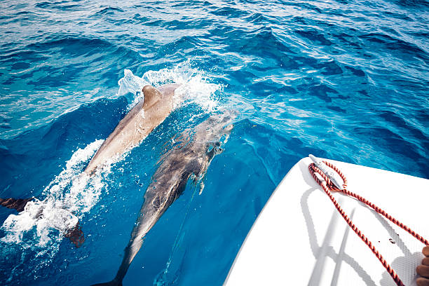 viajando com golfinhos - dolphin jumping sea animal - fotografias e filmes do acervo