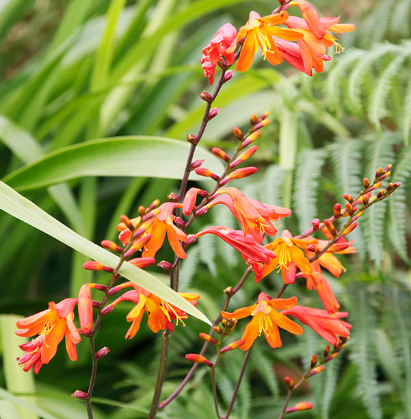 Montbretia (Montbretia crocosmiliflora) This Picture is made during Holidays on the isle of Madeira in June 2016. crocosmia stock pictures, royalty-free photos & images