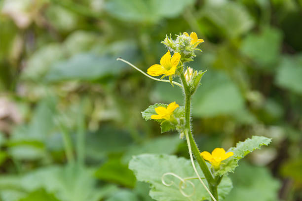 istock flower of cucumber 540576586