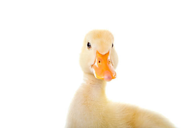 istock Duckling is Posing To The Camera on White Background 540577370