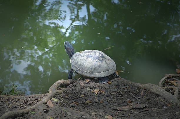 istock Turtle from central of Thailand 540578694