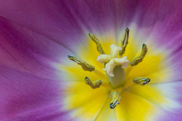 istock Purple and yellow tulip 540579274