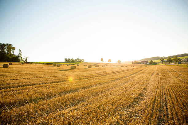 istock Evening after the Harvest 540579390