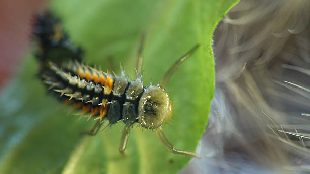 Ladybug Insect Under 20+ Underwings Stock Photos, Pictures & Royalty-Free Images - iStock