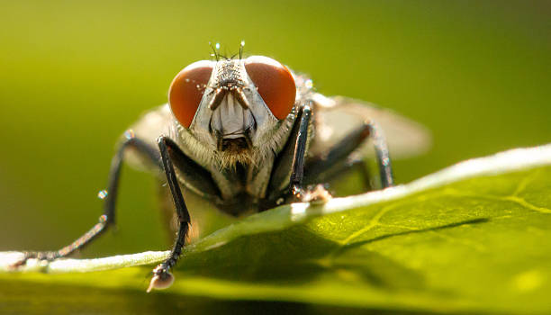 stubenfliege - fly insect animal eye macro stock-fotos und bilder