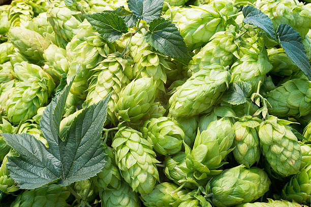 istock hop cones raw material for beer production 540582446