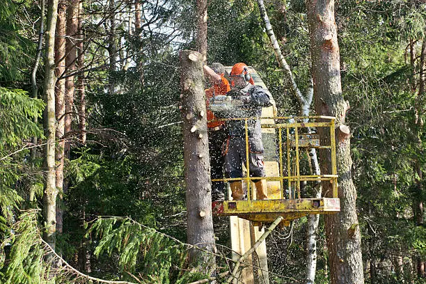 Two workers with a chainsaw trimming the tree branches on the high Hydraulic mobile platform.