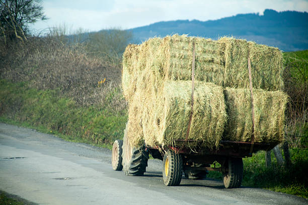 istock Tractor loaded with straw bales on country road. 540583084