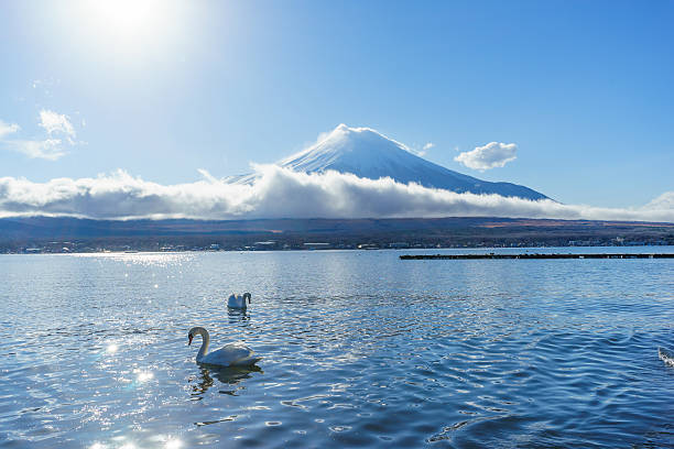 istock Mount Fuji with Swan at Lake Yamanaka 540583656