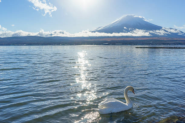 istock Mount Fuji with Swan at Lake Yamanaka 540583726