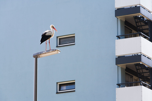 Stork on a lamppost in the city of Rotterdam in the Netherlands