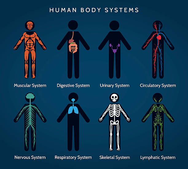 анатомия человеческого тела-системы - human cardiovascular system human heart human vein blood flow stock illustrations