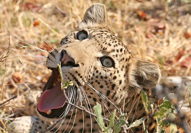 Photo of Isolated Leopard yawning