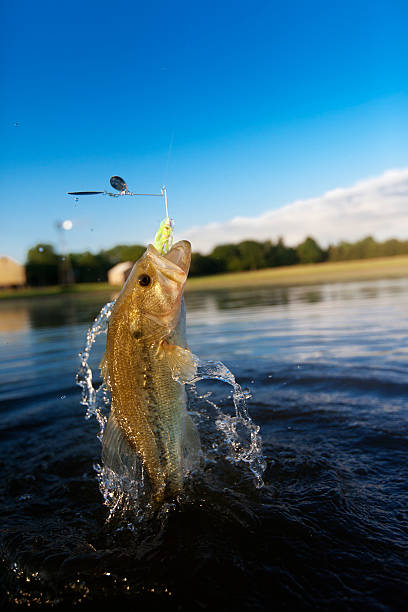 Largemouth Bass Jumping out of water - fotografia de stock