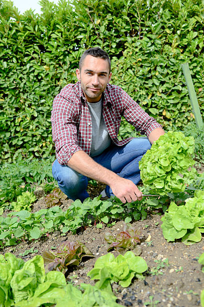 istock handsome young gardener growing organic bio vegetables 540585106