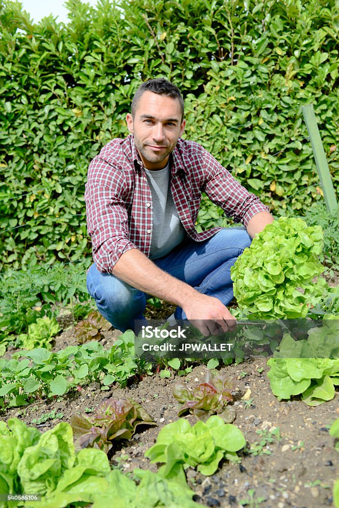 handsome young gardener growing organic bio vegetables Adult Stock Photo