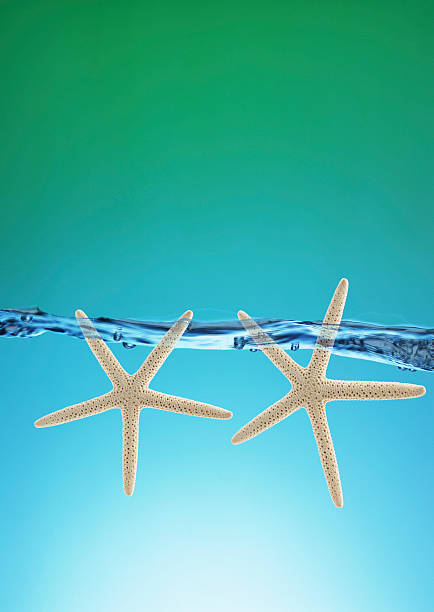 istock floating red starfish in turquoise sand beach 540586462