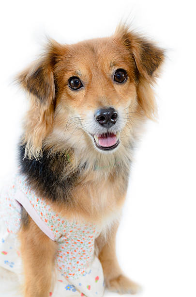 istock Beautiful dog on white background 540587922
