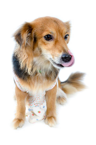 istock Beautiful dog on white background 540587934