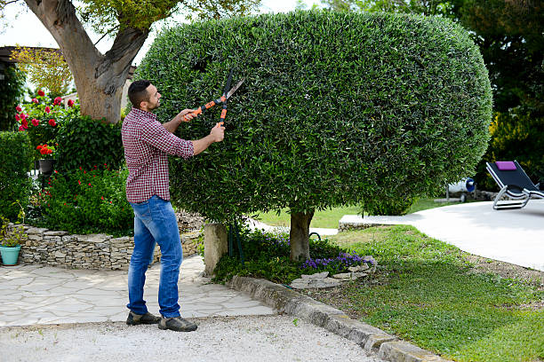 handsome young man gardener trimming and lanscaping trees with shears - snoeien stockfoto's en -beelden