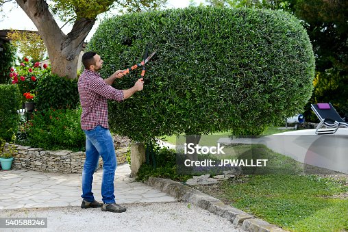 istock handsome young man gardener trimming and lanscaping trees with shears 540588246