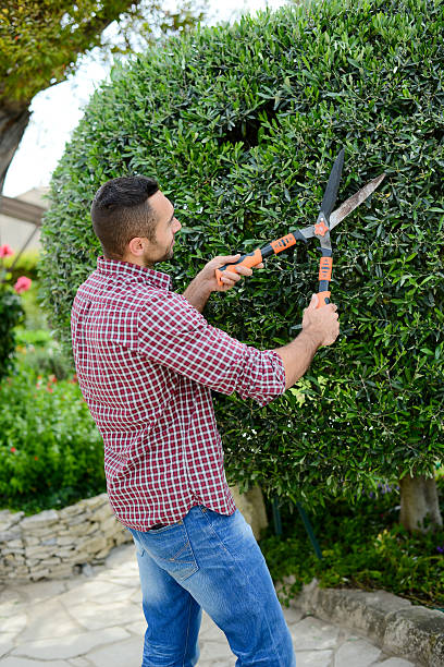 istock handsome young man gardener trimming and lanscaping trees with shears 540588602