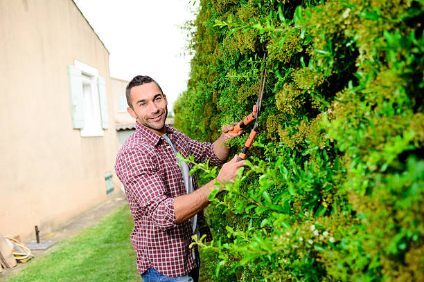 istock handsome young man gardener trimming and lanscaping trees with shears 540588924