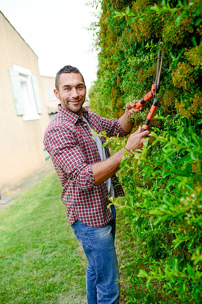 istock handsome young man gardener trimming and lanscaping trees with shears 540589274