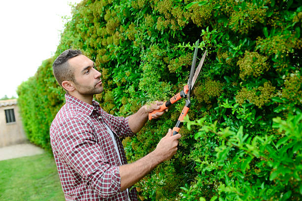 istock handsome young man gardener trimming and lanscaping trees with shears 540589498