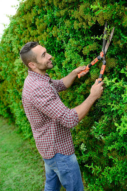 istock handsome young man gardener trimming and lanscaping trees with shears 540589864