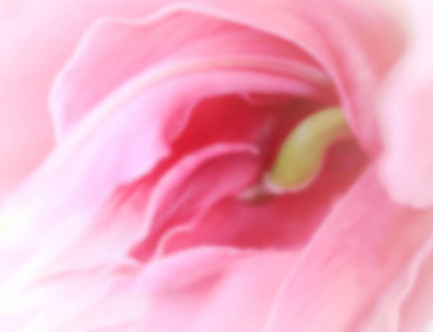istock Abstract Blurred background of pink lily petal, soft light. 540589914