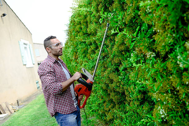 istock handsome young man gardener trimming and lanscaping trees with shears 540590210