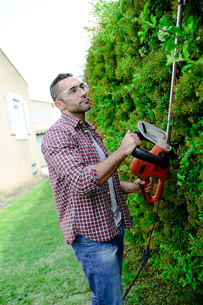 istock handsome young man gardener trimming and lanscaping trees with shears 540590452