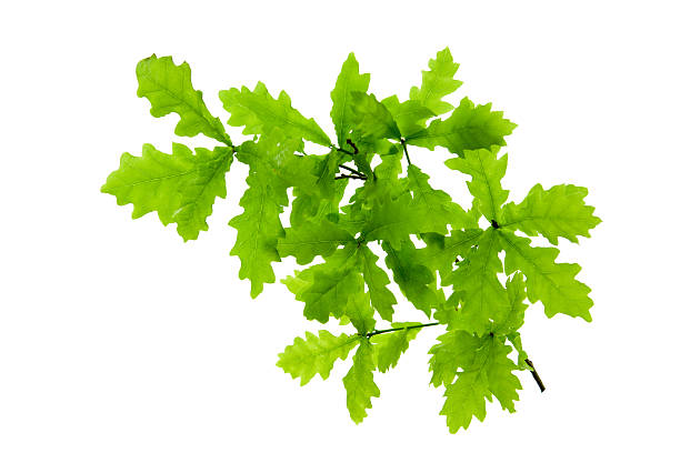 Green oak leaves isolated on white . stock photo