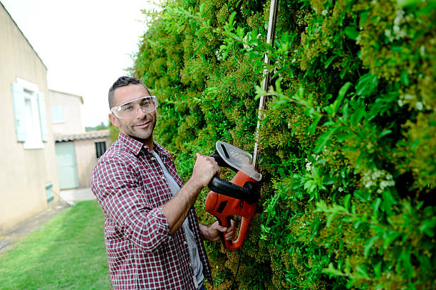 istock handsome young man gardener trimming and lanscaping trees with shears 540590660