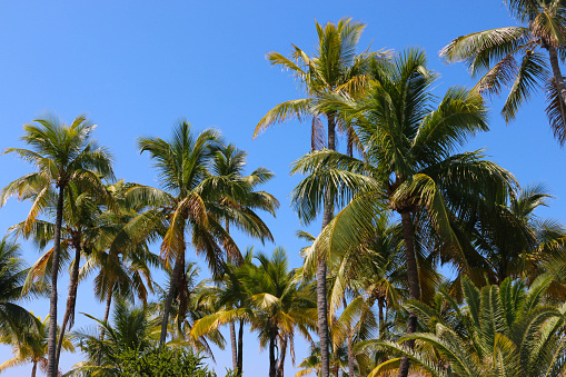 A cluster of tropical palms grace the beach at Islamorada in the Florida Keys.