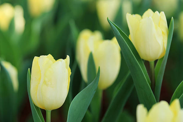 istock Yellow tulip flower in garden, soft focus. 540591374