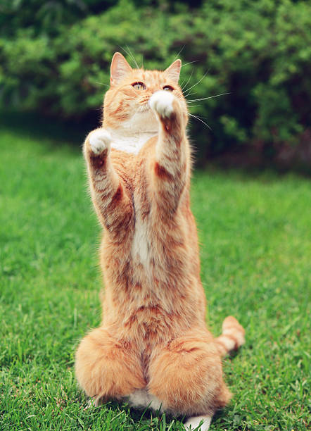 istock ginger cat on the lawn 540591590