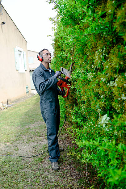 istock handsome young man gardener trimming and lanscaping trees with shears 540591830