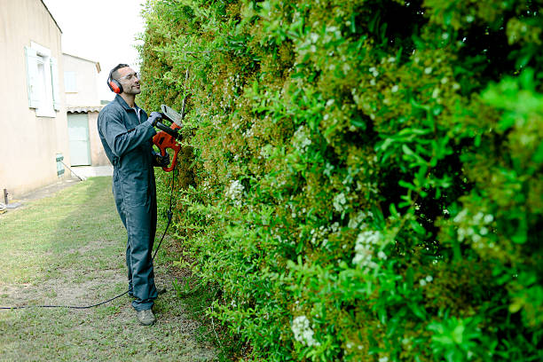 istock handsome young man gardener trimming and lanscaping trees with shears 540592010