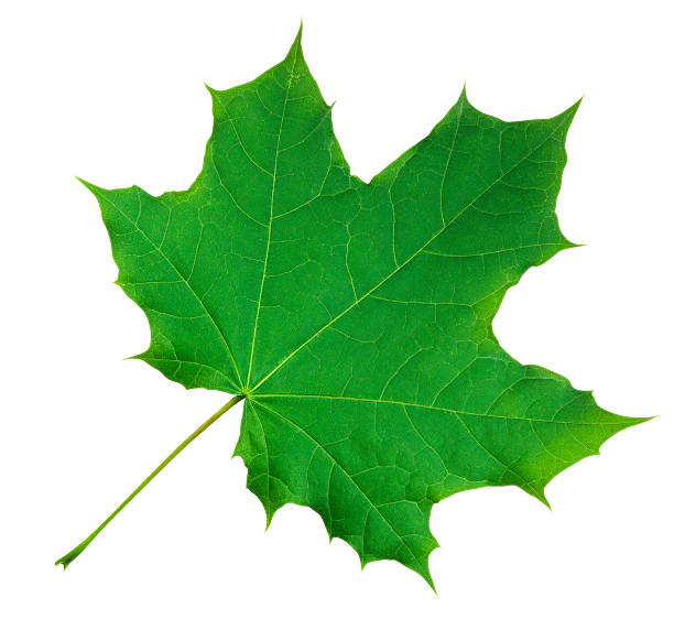 ahornblatt isoliert - grün - maple leaf maple leaf green stock-fotos und bilder