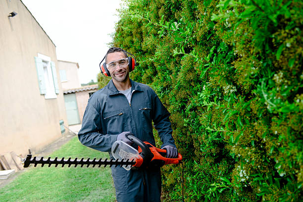 istock handsome young man gardener trimming and lanscaping trees with shears 540592294