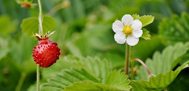 istock Beautiful wild strawberry ( Fragaria Vesca) 540592758