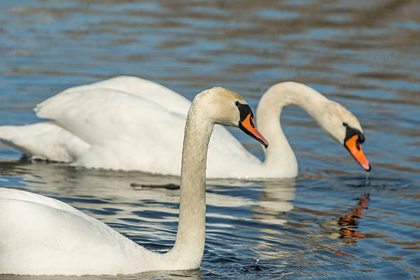 istock White swans swimming in the river. 540592922