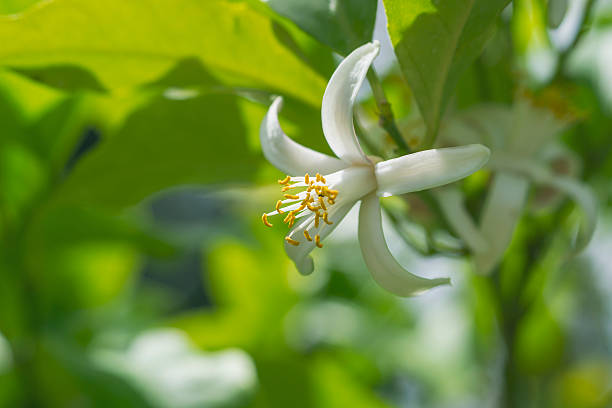 Zitrone Blumen – Foto