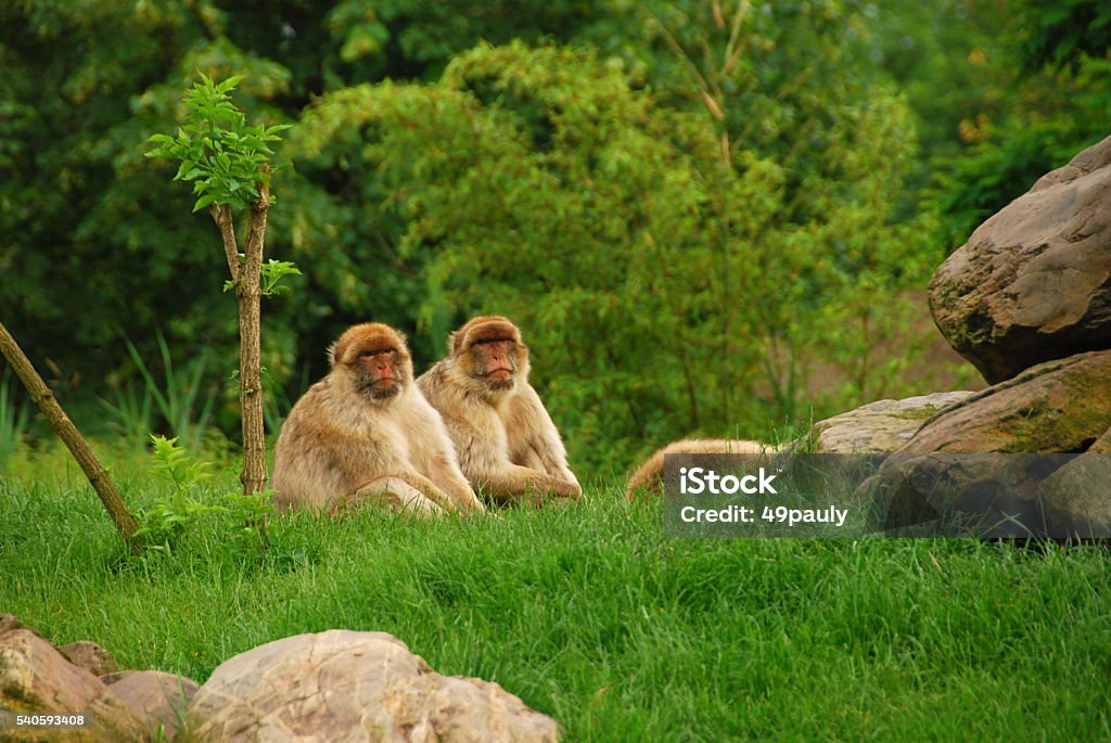 Deux Barbary-vous pour un singe assis à côté de l "autre par la tombée de la nuit. - Photo de Animal mâle libre de droits