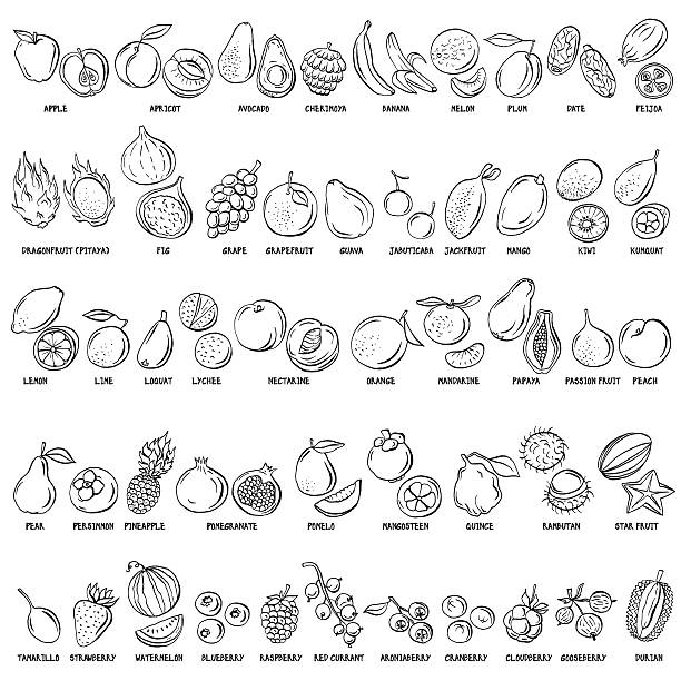 Hand drawn vector set of fruits and berries vintage illustrations. Hand drawn vector set of fruits and berries vintage illustrations. Vegeterian plants collection. Ink drawn design elements. fruit drawings stock illustrations
