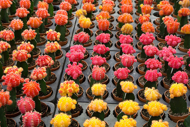 istock Red and yellow cactus desert plant. 540594016