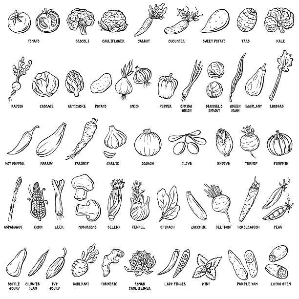 ilustraciones, imágenes clip art, dibujos animados e iconos de stock de vector dibujado a mano conjunto de vegetales y hierbas vintage ilustraciones. - papa dibujo